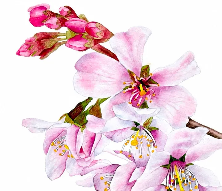 Cherry Blossom, view 2