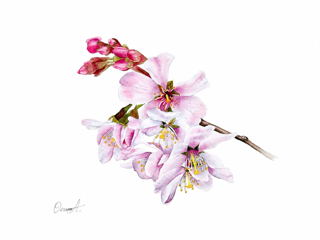 Botanical watercolour painting of a cherry blossom branch with soft pink flowers, deep pink buds and delicate yellow stamens on a white background.
