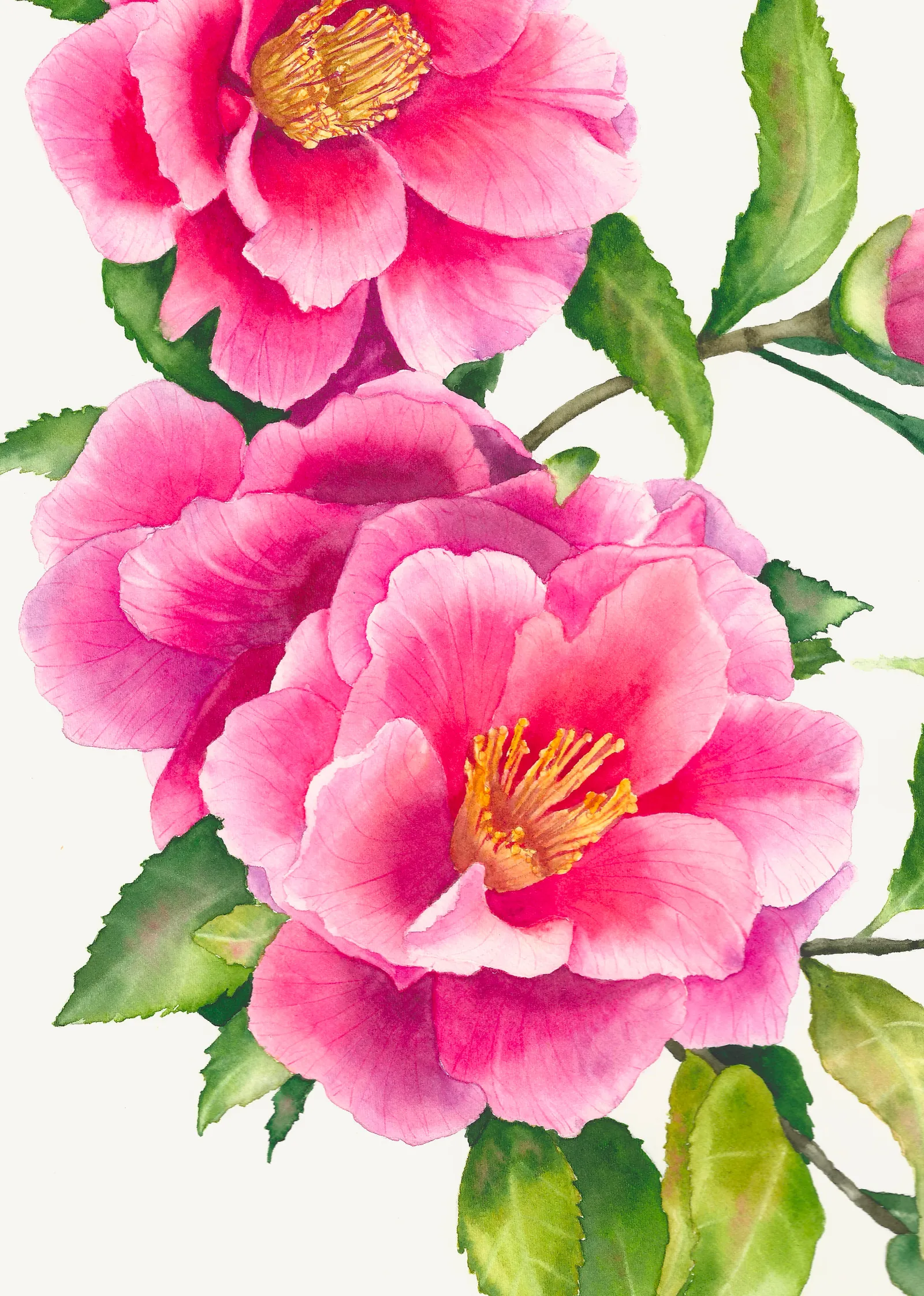 Camellia Branch, view 3