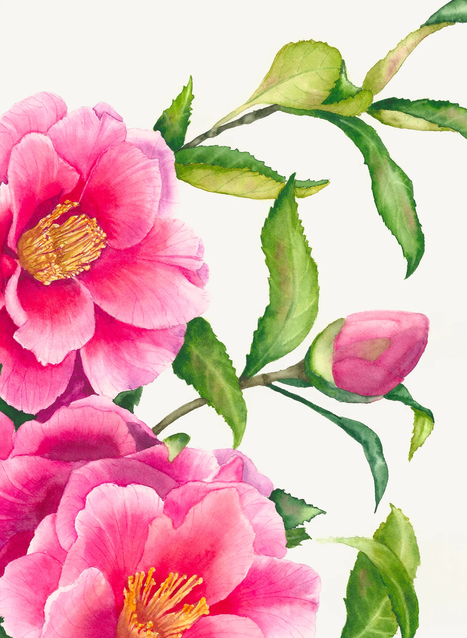 Camellia Branch, view 2