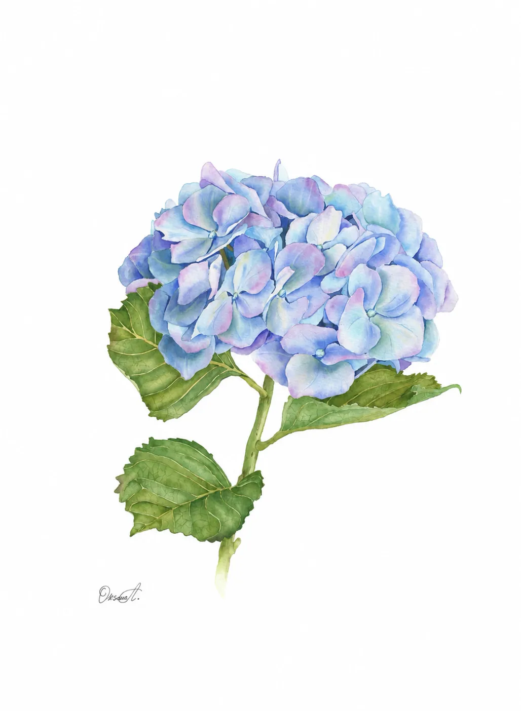 Botanical watercolour painting of a blue hydrangea flower head with soft lilac and pink tones, green leaves and a stem on a white background.