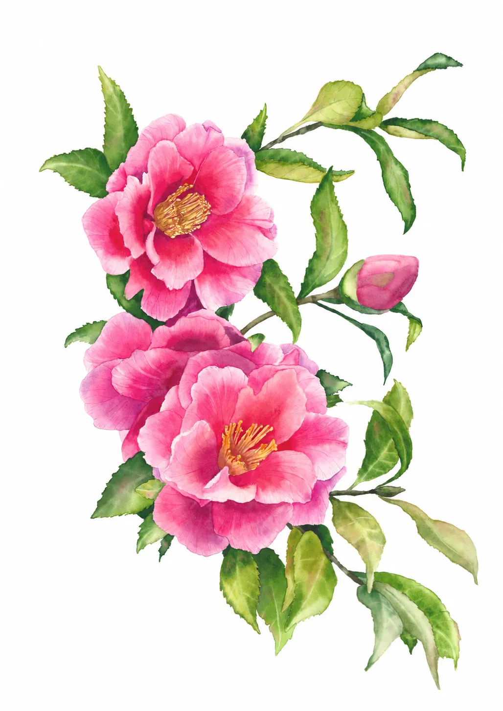Botanical watercolour painting of a camellia branch with large pink flowers, a closed bud and green serrated leaves on a white background.