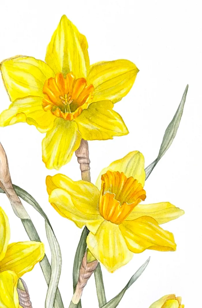Daffodils, view 2