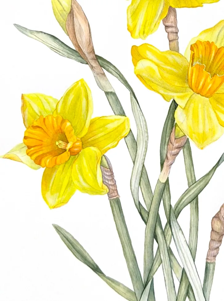 Daffodils, view 3