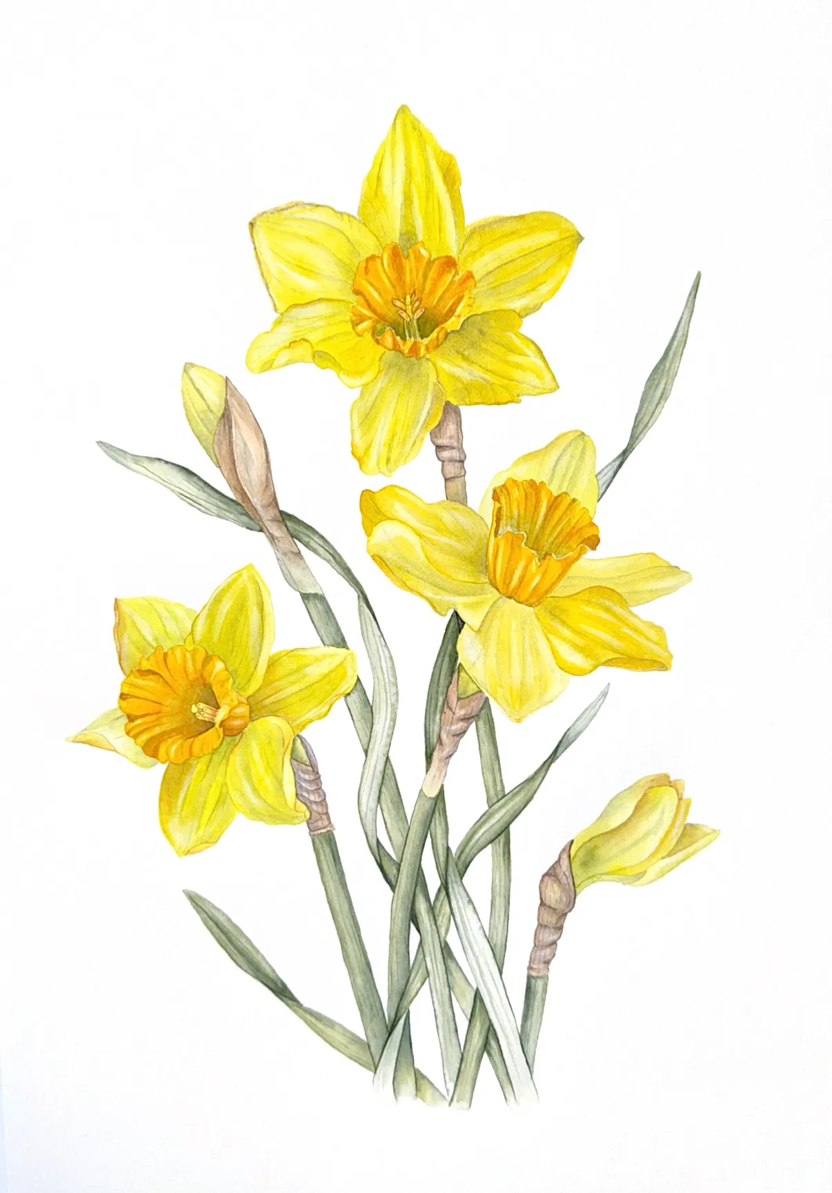 Botanical watercolour painting of yellow daffodils with orange centres, unopened buds and long green leaves on a white background.