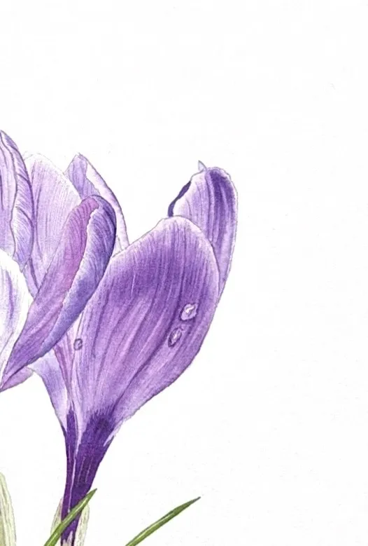Spring Crocuses, view 2