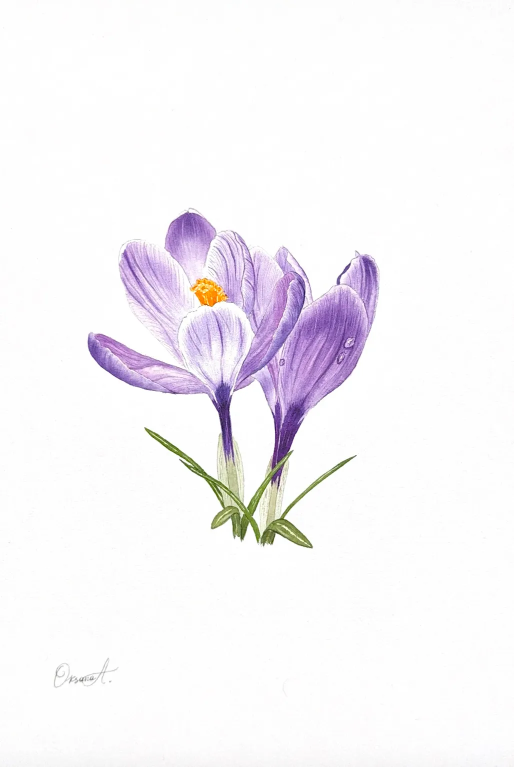 Botanical watercolour painting of three purple spring crocuses with slender green leaves on a white background.