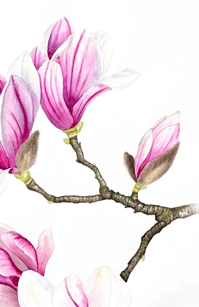 Magnolia Branch, view 2
