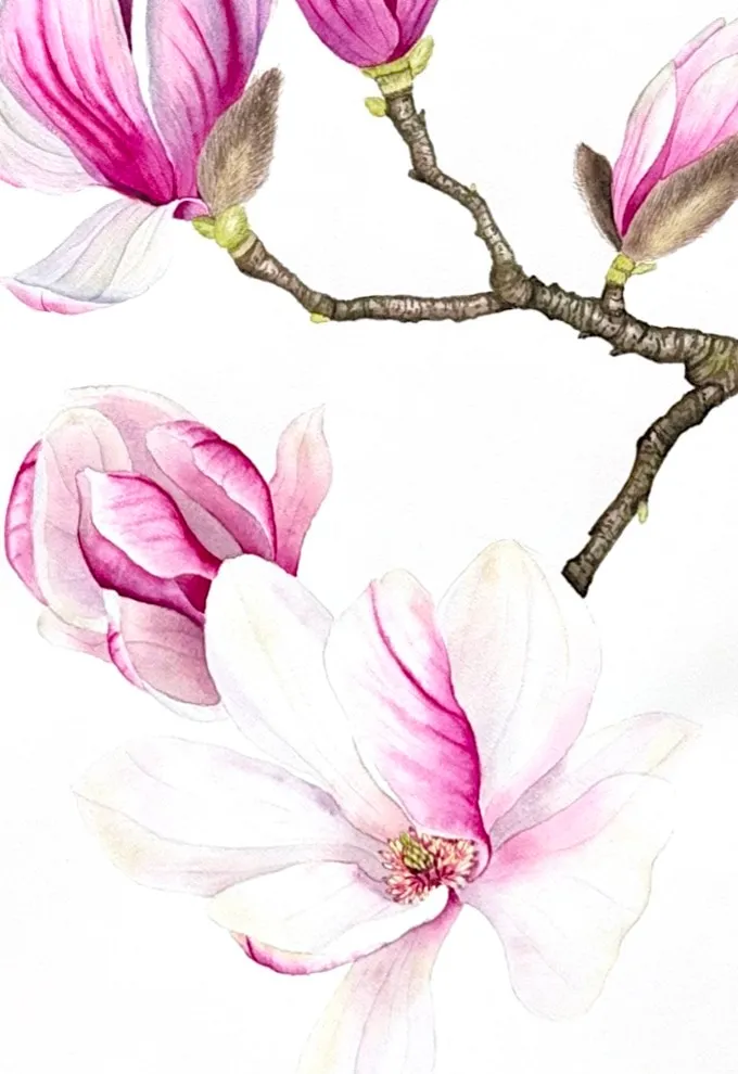 Magnolia Branch, view 3