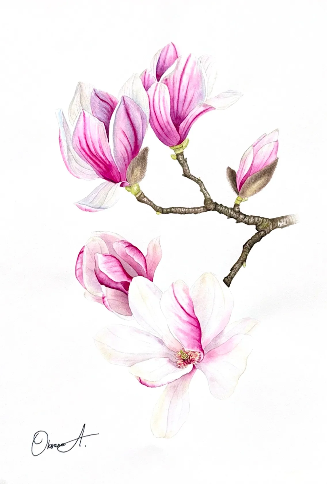 Botanical watercolour painting of a magnolia branch with large pink and white flowers, opening buds and textured brown stems on a white background.